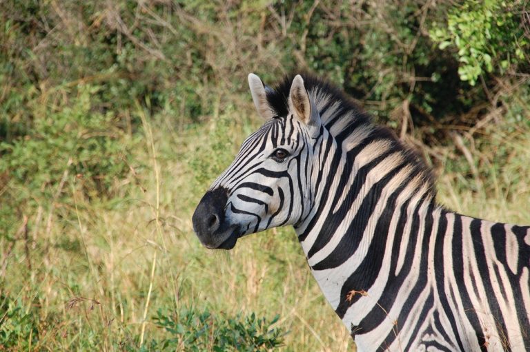 zebra, animal, safari-163052.jpg