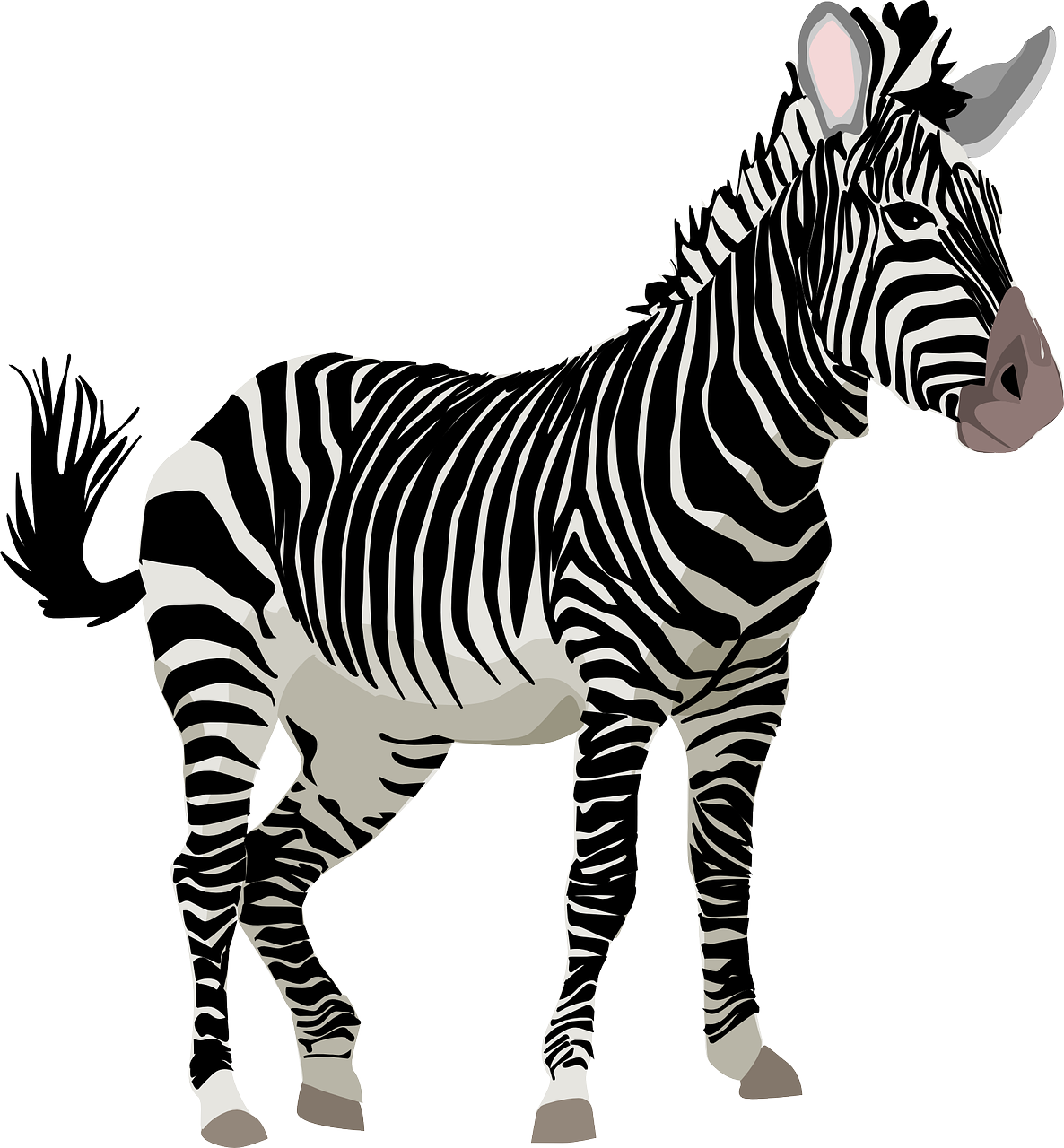 zebra, animal, wildlife-152604.jpg